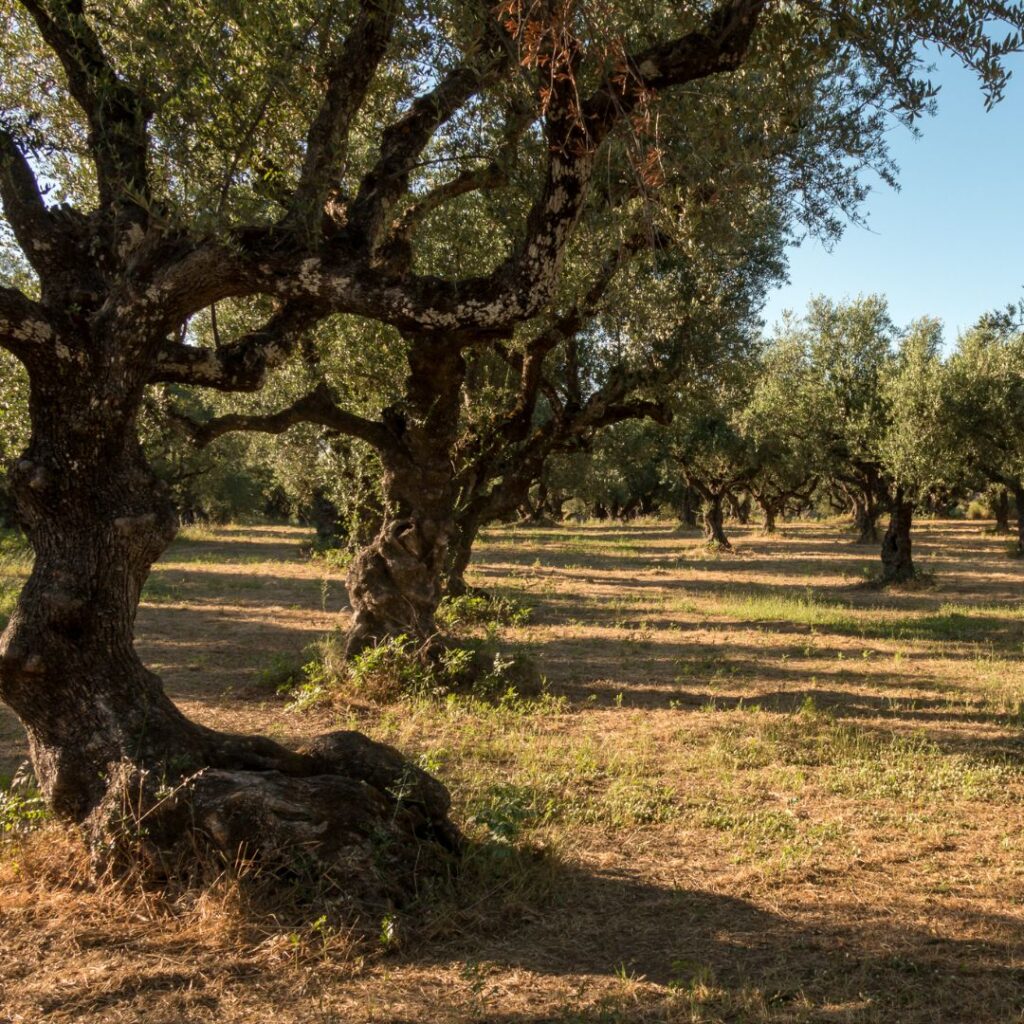 le stagioni dell'ulivo