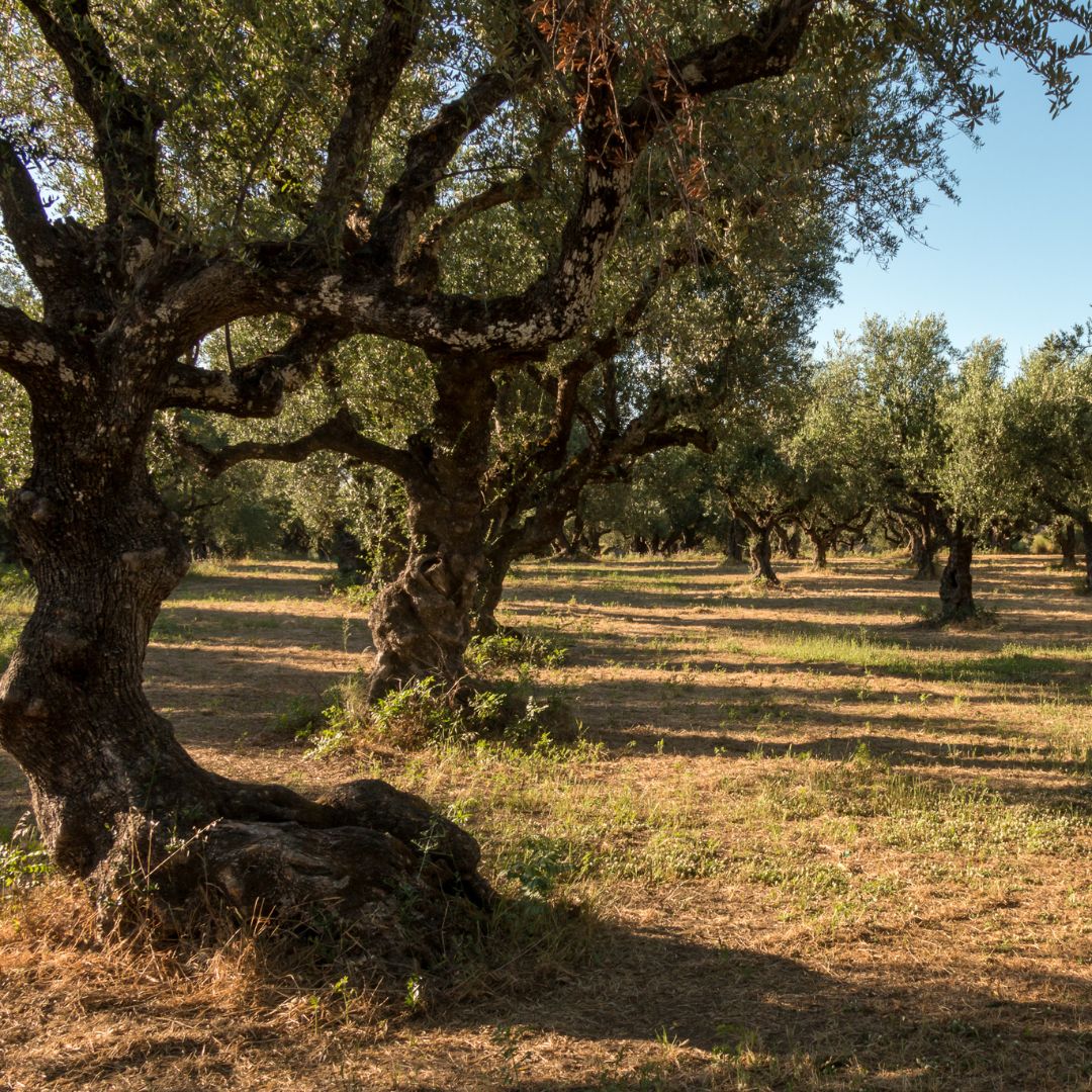 le stagioni dell'ulivo
