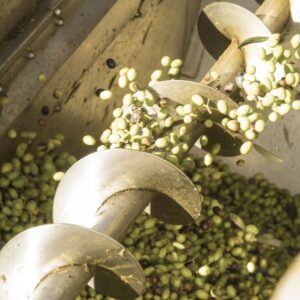 gramolatura olio evo