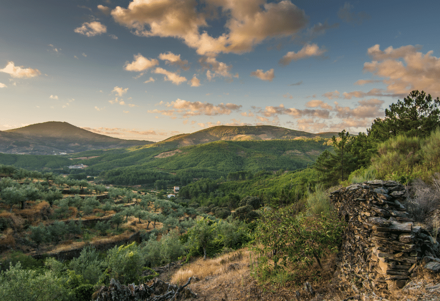 vista collina pianta ulivo
