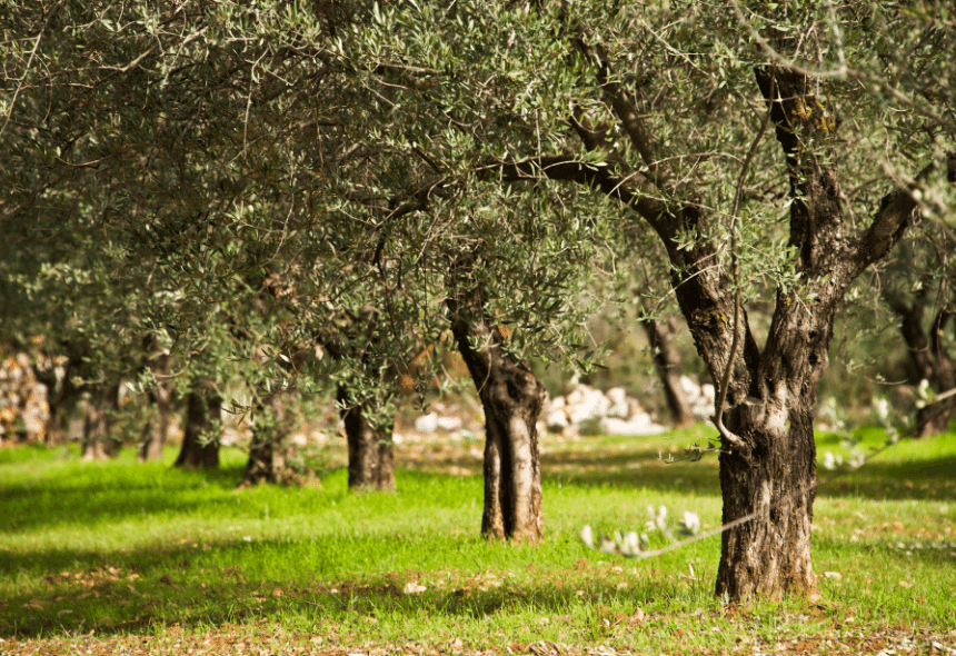 dettaglio piante di ulivo