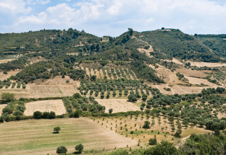 collina di ulivi