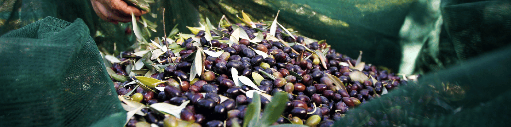 OLIO EVO